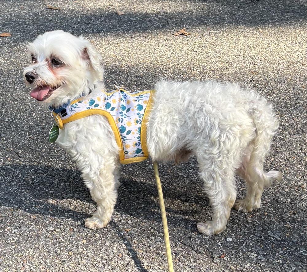 Enlarge Martin, a Adopted Maltese in Washington, DC image 1/6
