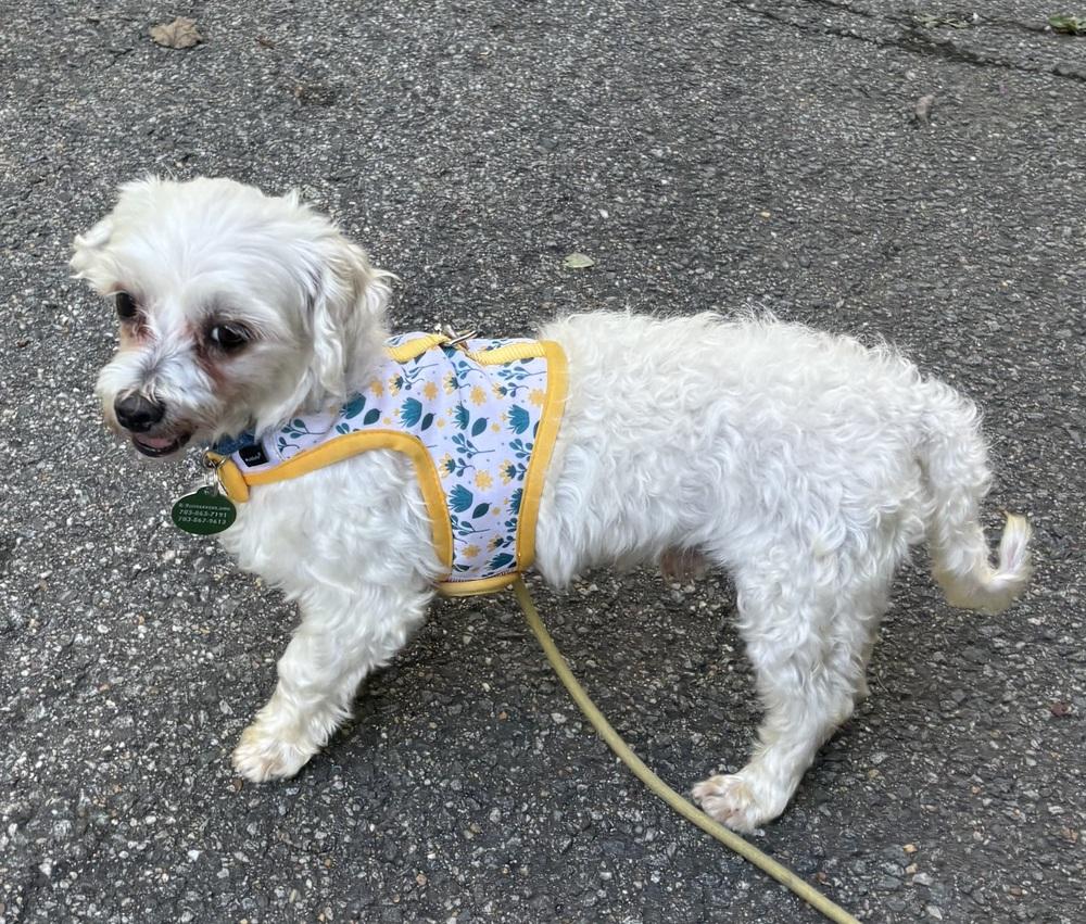 Enlarge Martin, a Adopted Maltese in Washington, DC image 2/6