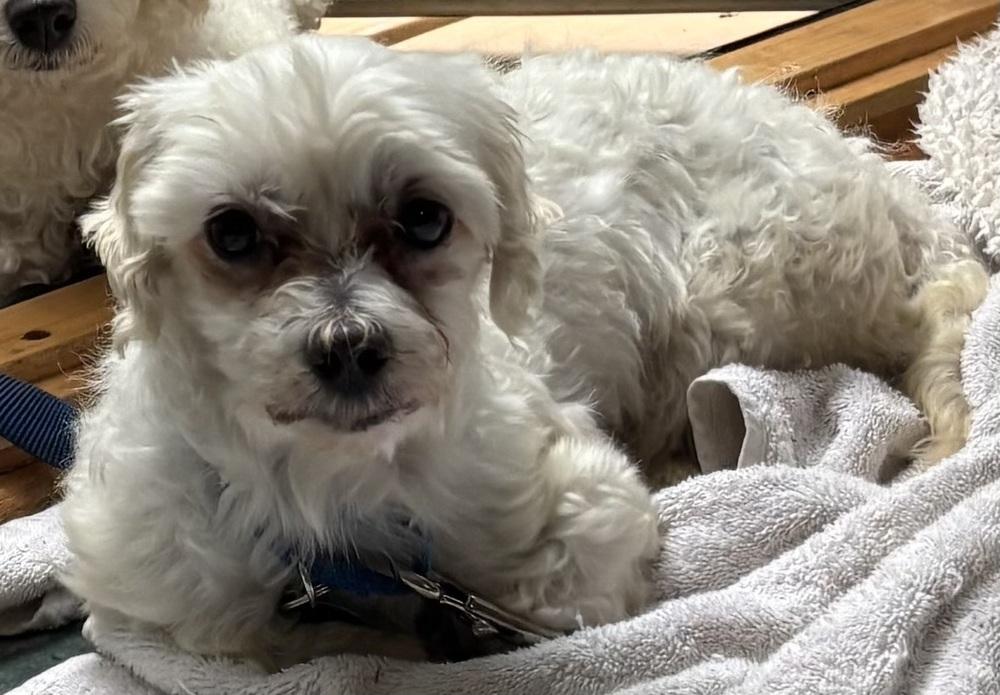Enlarge Martin, a Adopted Maltese in Washington, DC image 3/6