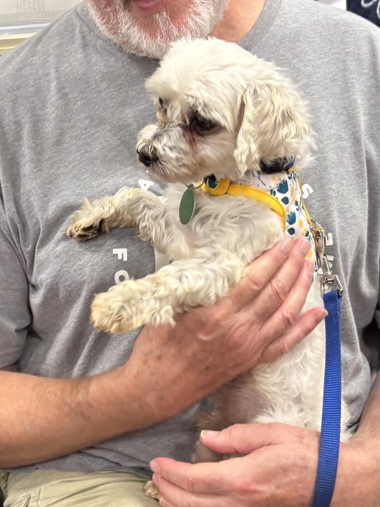 Enlarge Martin, a Adopted Maltese in Washington, DC image 4/6