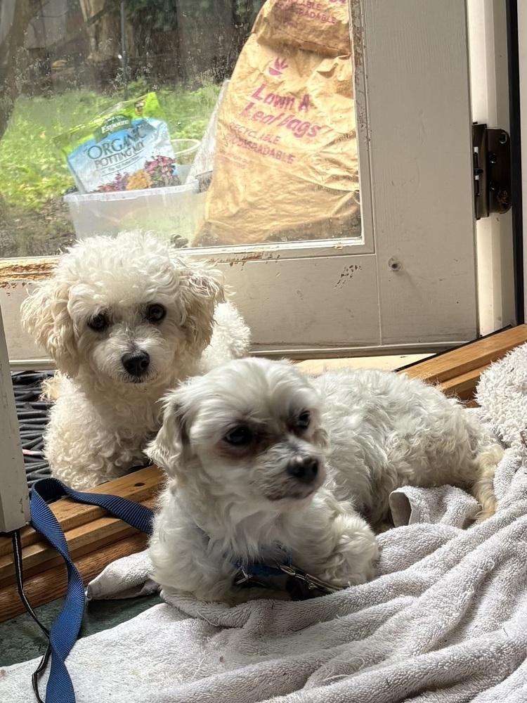 Enlarge Martin, a Adopted Maltese in Washington, DC image 5/6