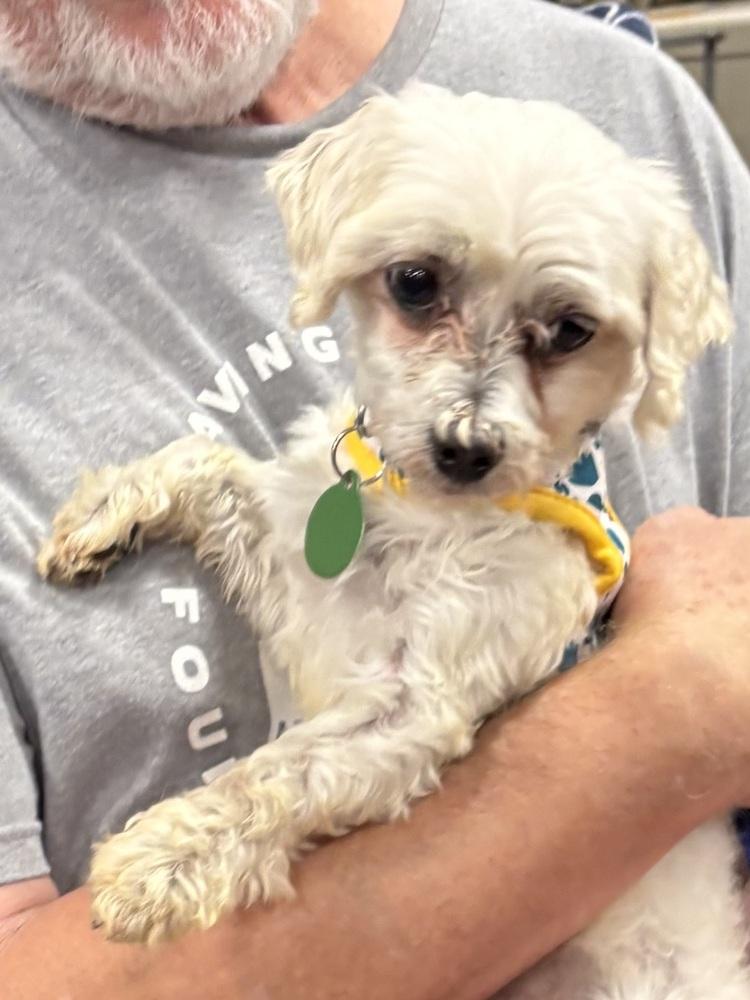 Enlarge Martin, a Adopted Maltese in Washington, DC image 6/6