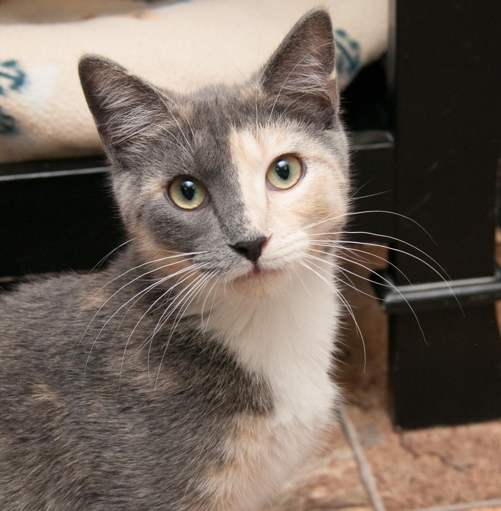 Luna (gets adopted with Nutmeg), a Adoptable Dilute Calico in Westminster, CO image 1/3