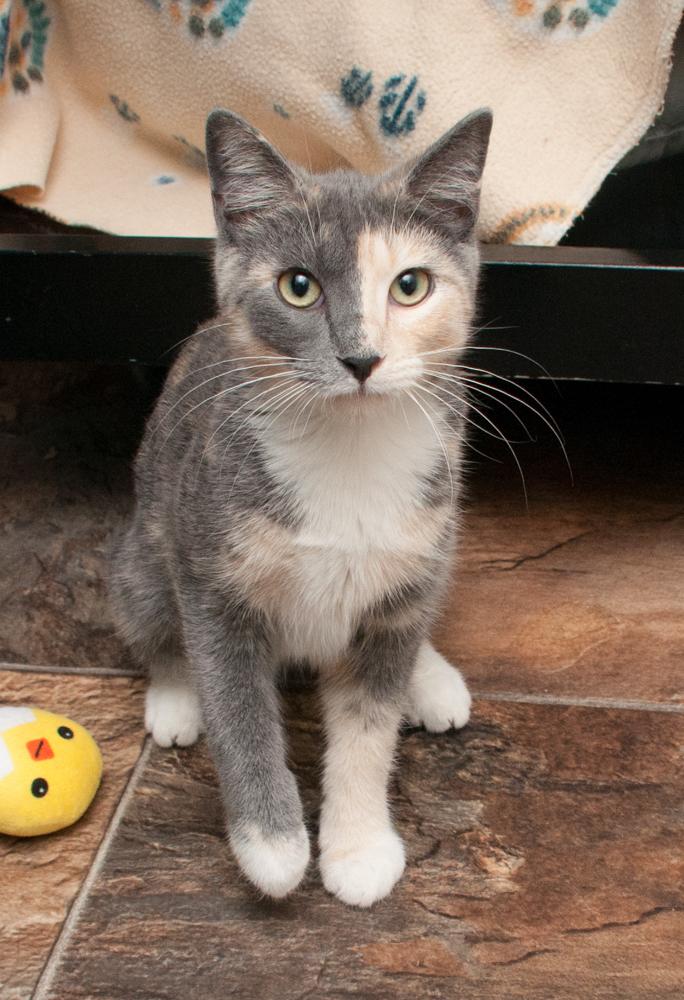 Luna (gets adopted with Nutmeg), a Adoptable Dilute Calico in Westminster, CO image 3/3