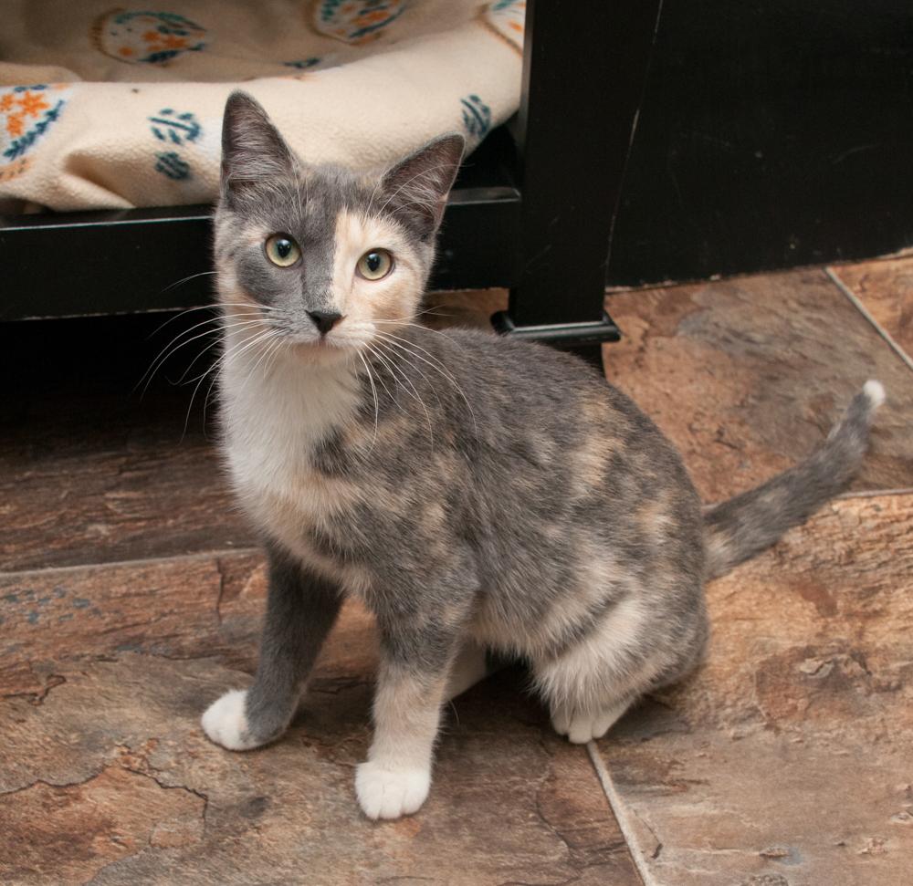 Luna (gets adopted with Nutmeg), a Adoptable Dilute Calico in Westminster, CO image 2/3