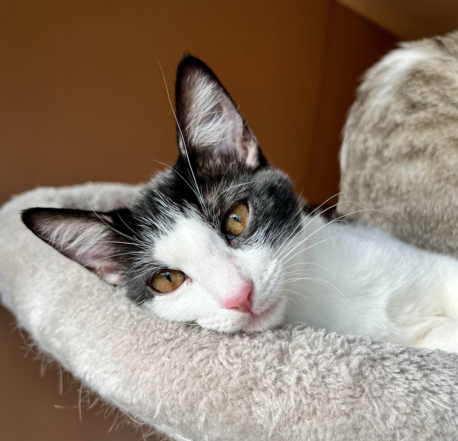 Enlarge Spring #one-big-happy-litter, a Adopted Tuxedo in Houston, TX image 1/3