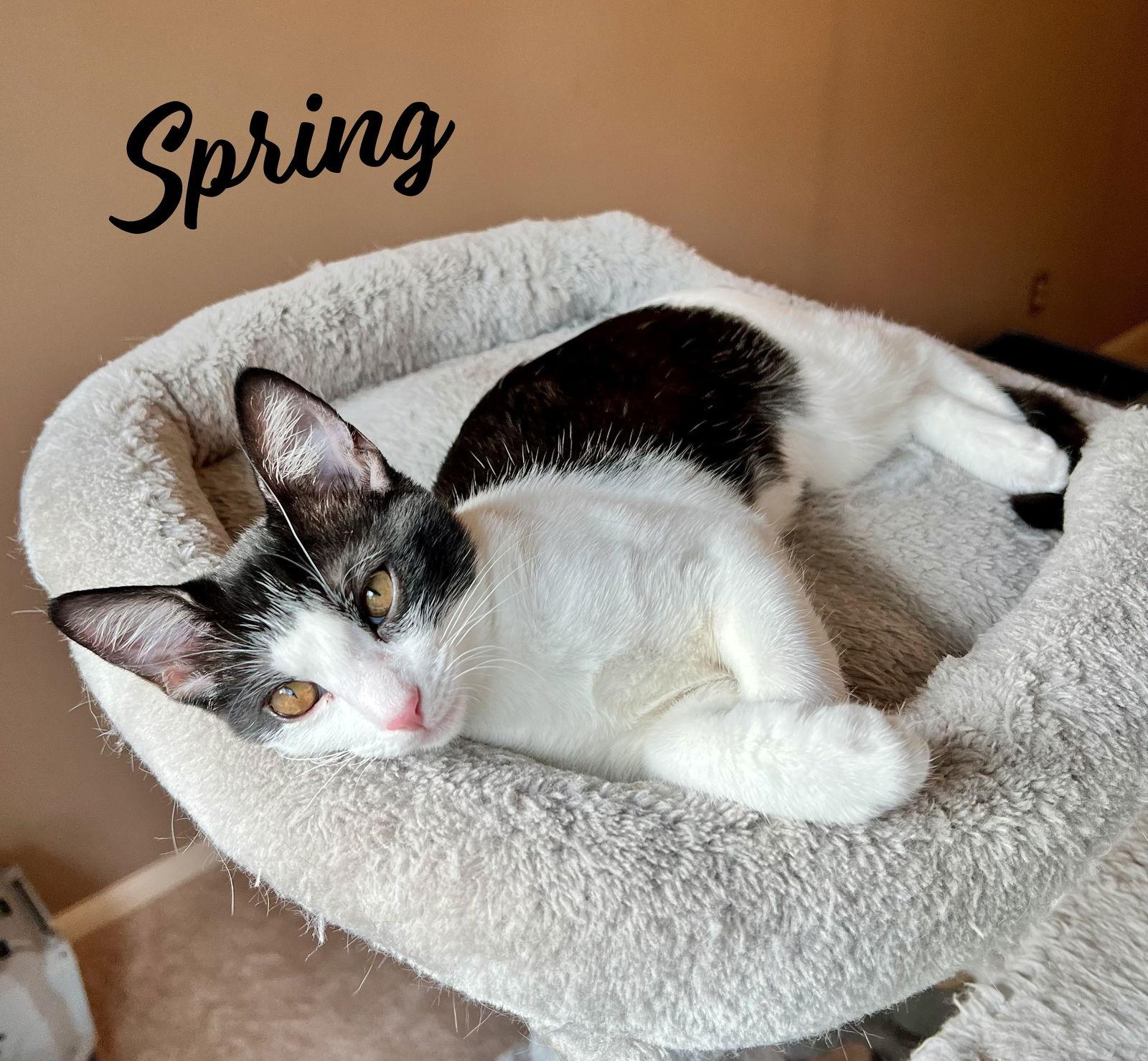 Enlarge Spring #one-big-happy-litter, a Adopted Tuxedo in Houston, TX image 2/3