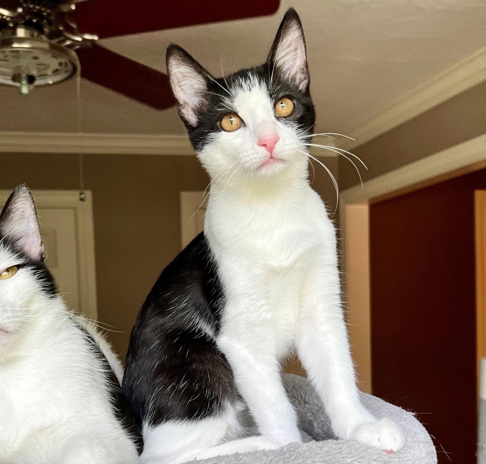 Enlarge Spring #one-big-happy-litter, a Adopted Tuxedo in Houston, TX image 3/3