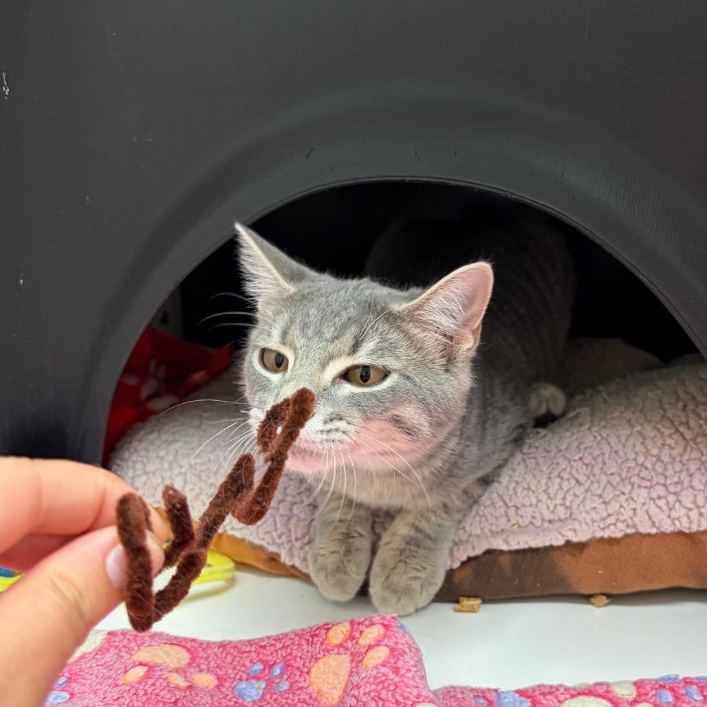 Enlarge Alice, a Adoptable Domestic Short Hair in Nashville, TN image 1/6