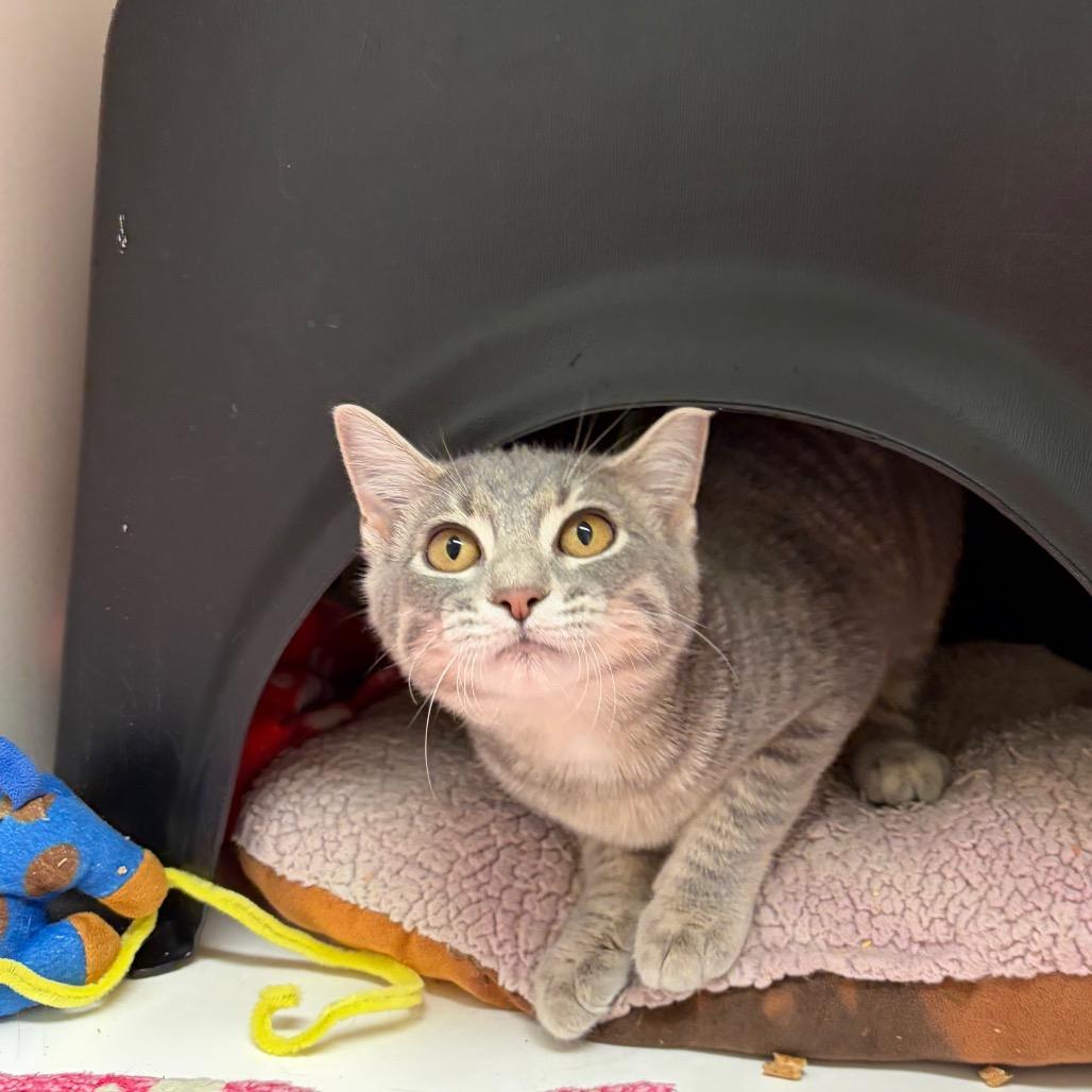 Enlarge Alice, a Adoptable Domestic Short Hair in Nashville, TN image 2/6