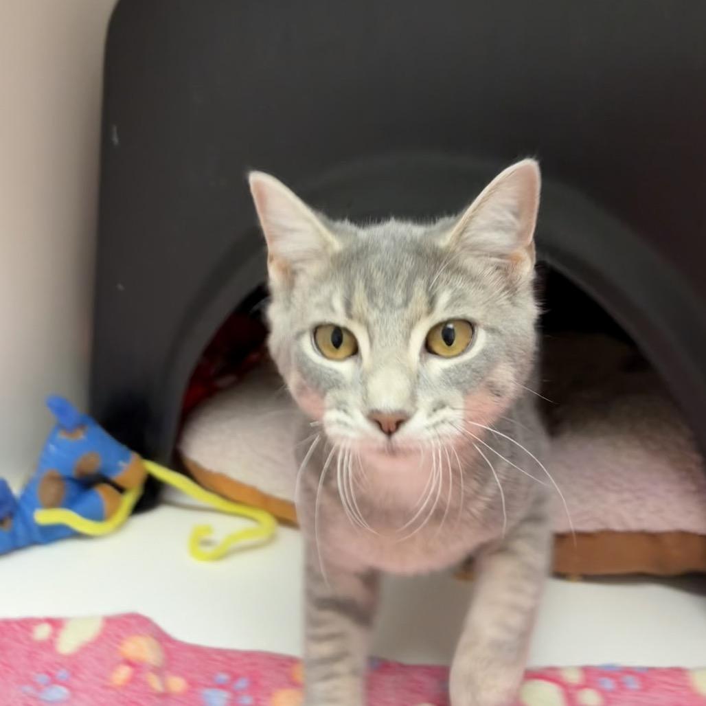 Enlarge Alice, a Adoptable Domestic Short Hair in Nashville, TN image 3/6