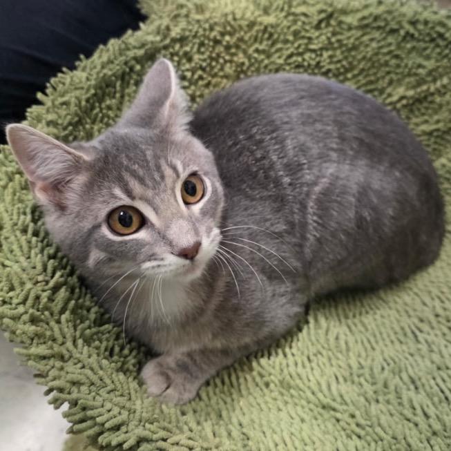 Enlarge Alice, a Adoptable Domestic Short Hair in Nashville, TN image 4/6