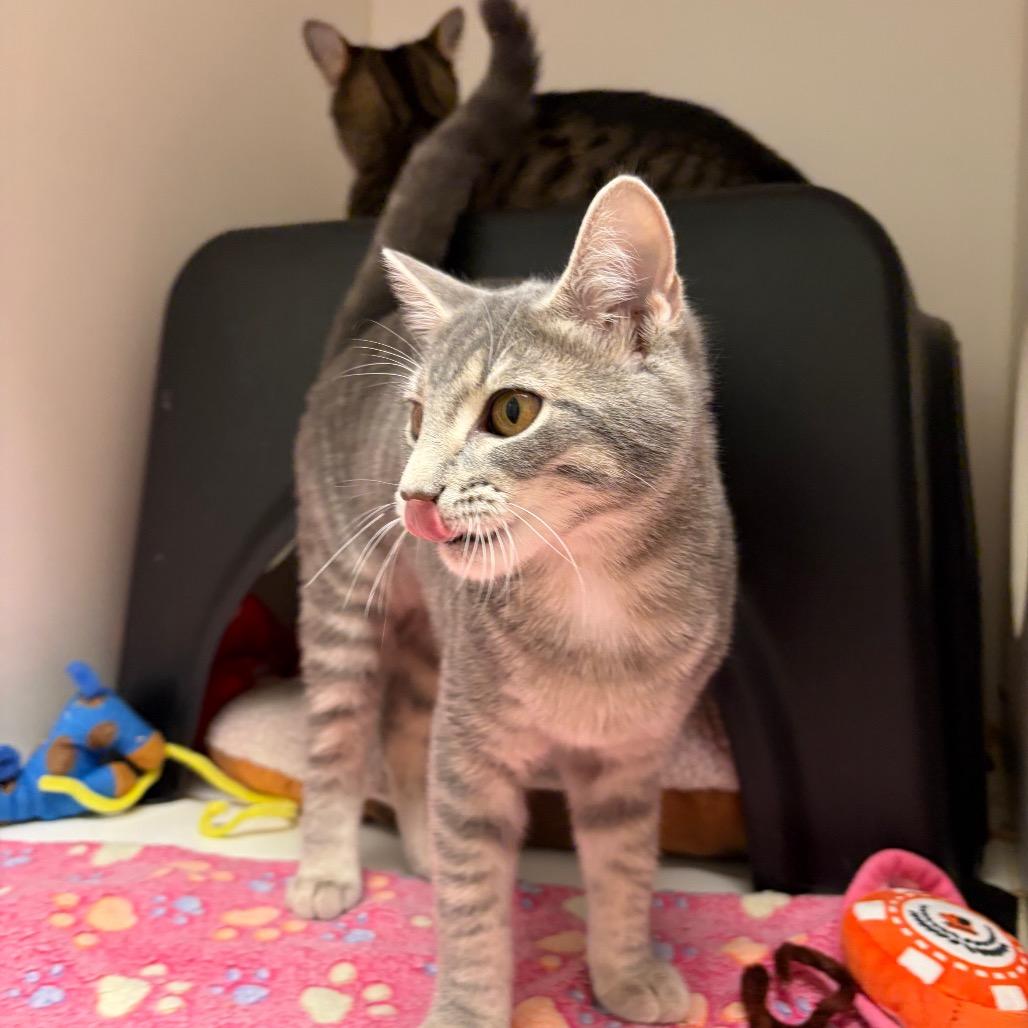 Enlarge Alice, a Adoptable Domestic Short Hair in Nashville, TN image 5/6