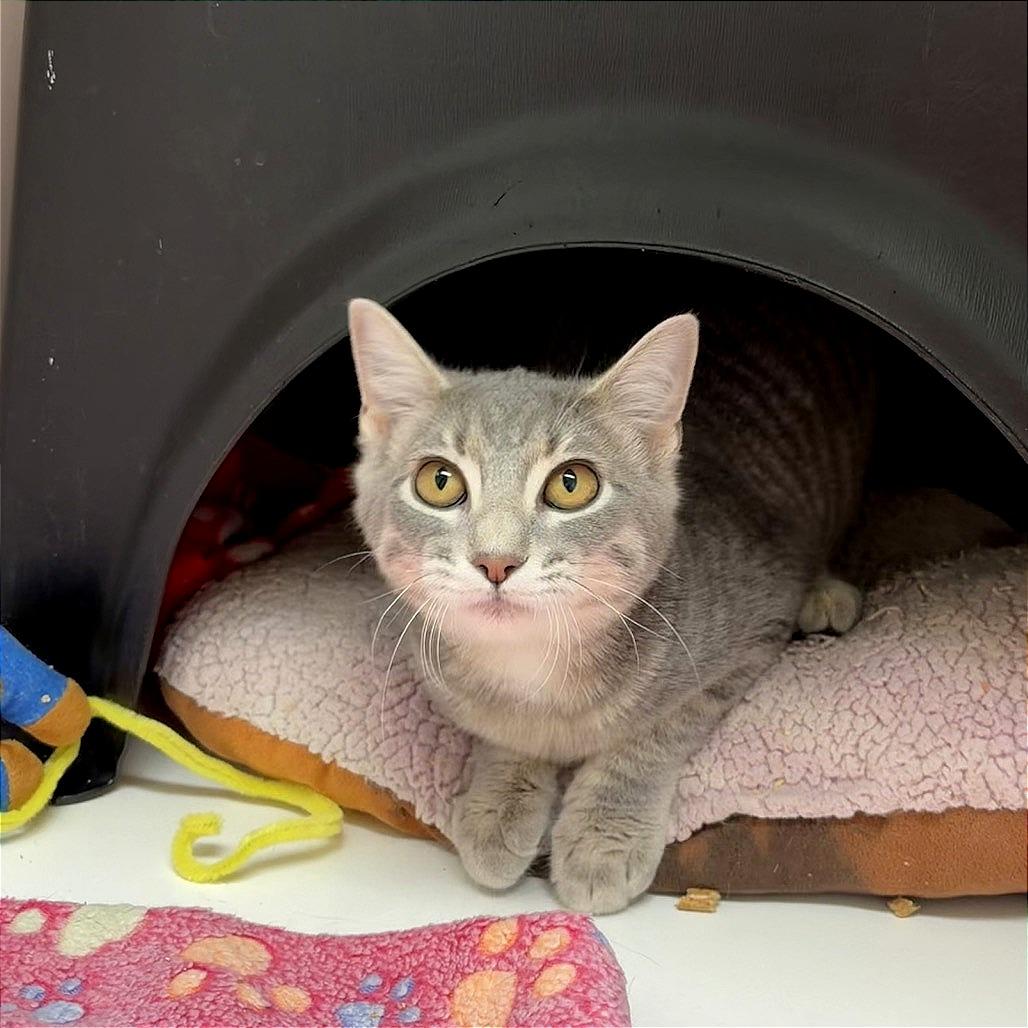 Enlarge Alice, a Adoptable Domestic Short Hair in Nashville, TN image 6/6