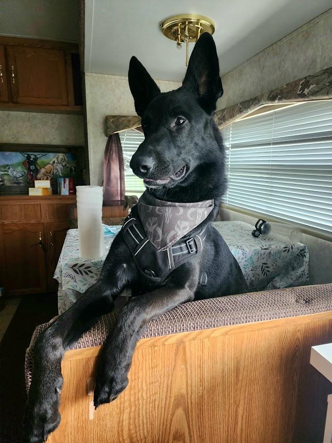 Enlarge Toby, a ADOPTABLE German Shepherd Dog in Rutherfordton, NC image 1/3