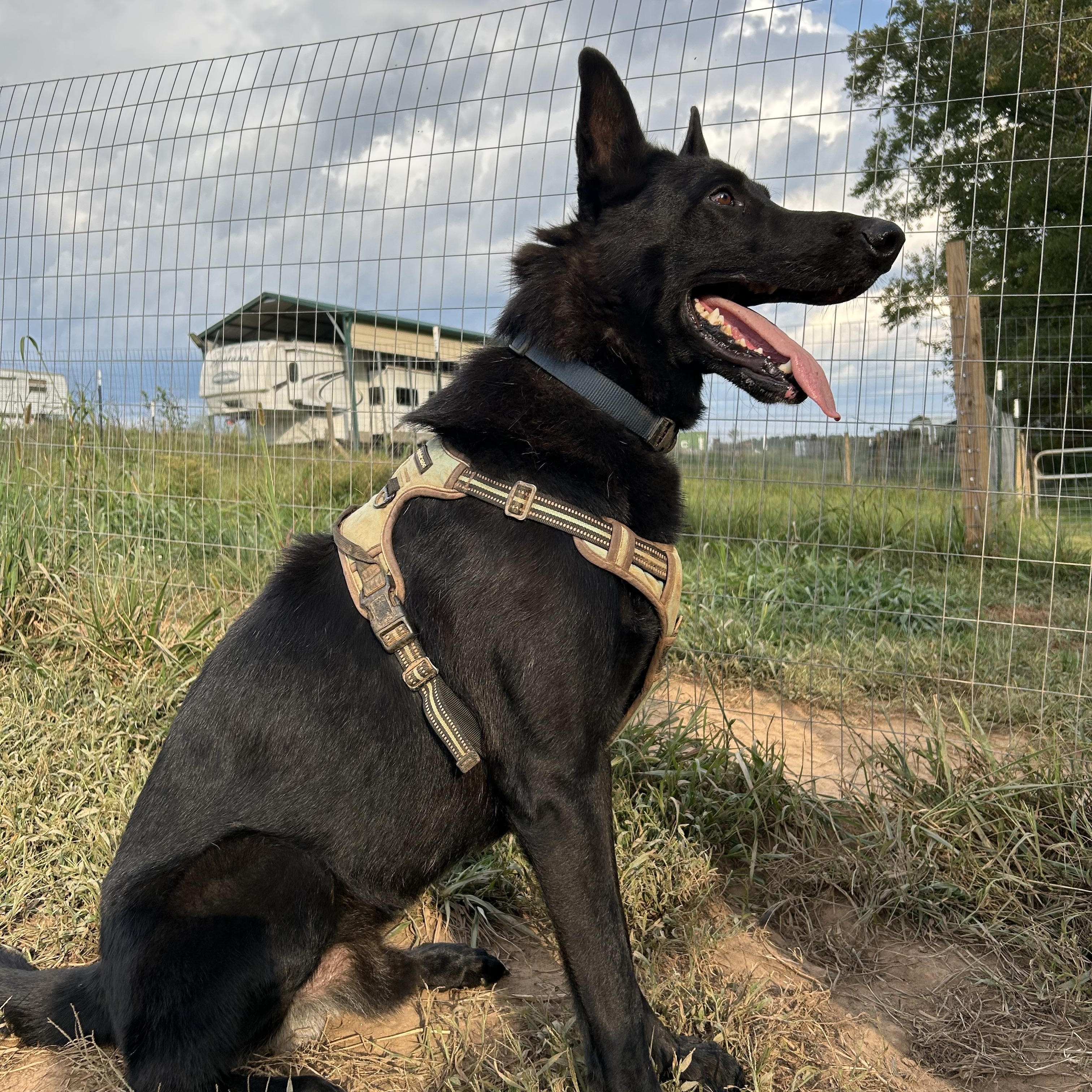 Enlarge Toby, a ADOPTABLE German Shepherd Dog in Rutherfordton, NC image 3/3