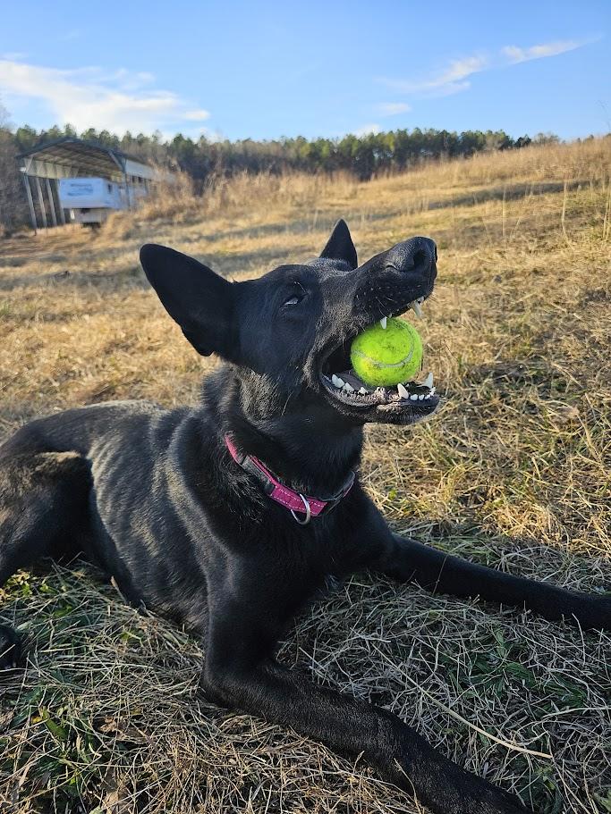 Enlarge Toby, a ADOPTABLE German Shepherd Dog in Rutherfordton, NC image 2/3