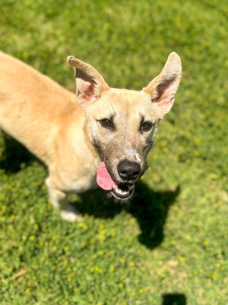 Regina, Adoptable, Young Female Husky & Cattle Dog.