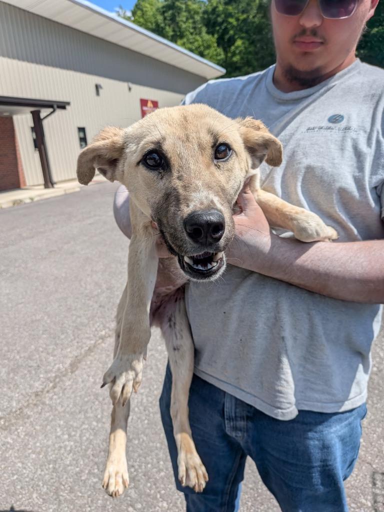 Regina, a Adoptable mixed breed in Springfield, TN image 2/6