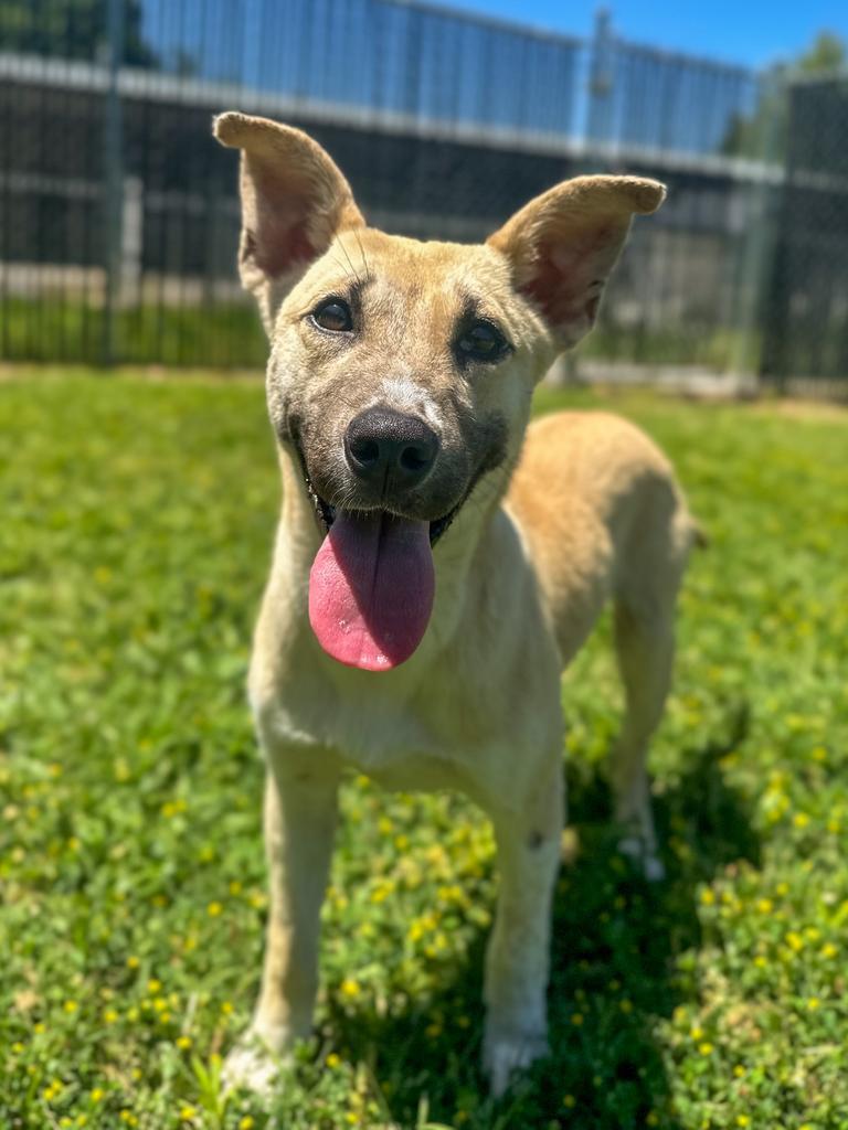 Regina, a Adoptable mixed breed in Springfield, TN image 3/6