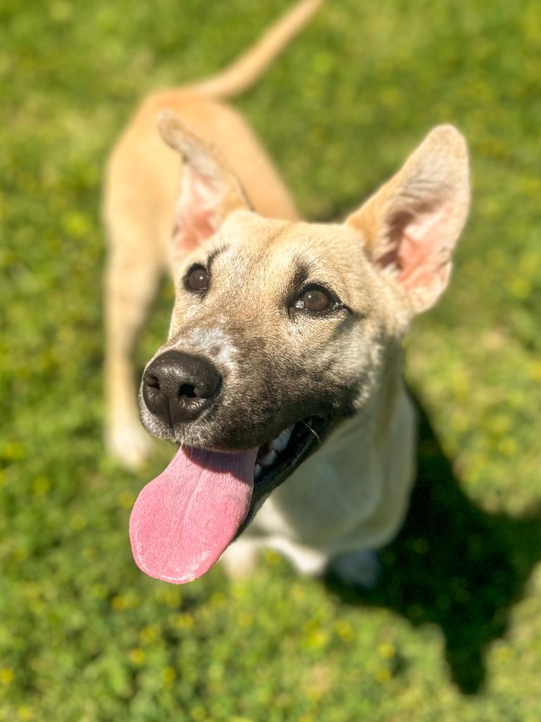 Regina, a Adoptable mixed breed in Springfield, TN image 4/6