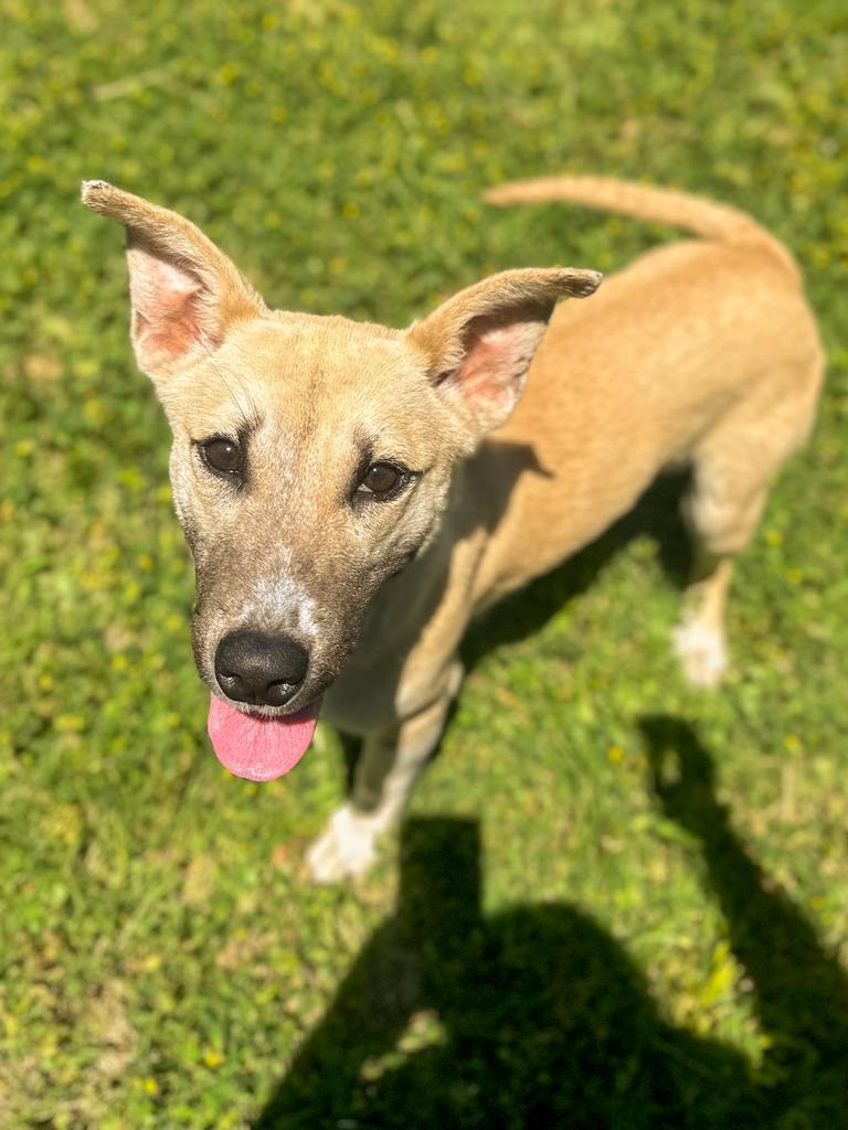 Regina, a Adoptable mixed breed in Springfield, TN image 5/6
