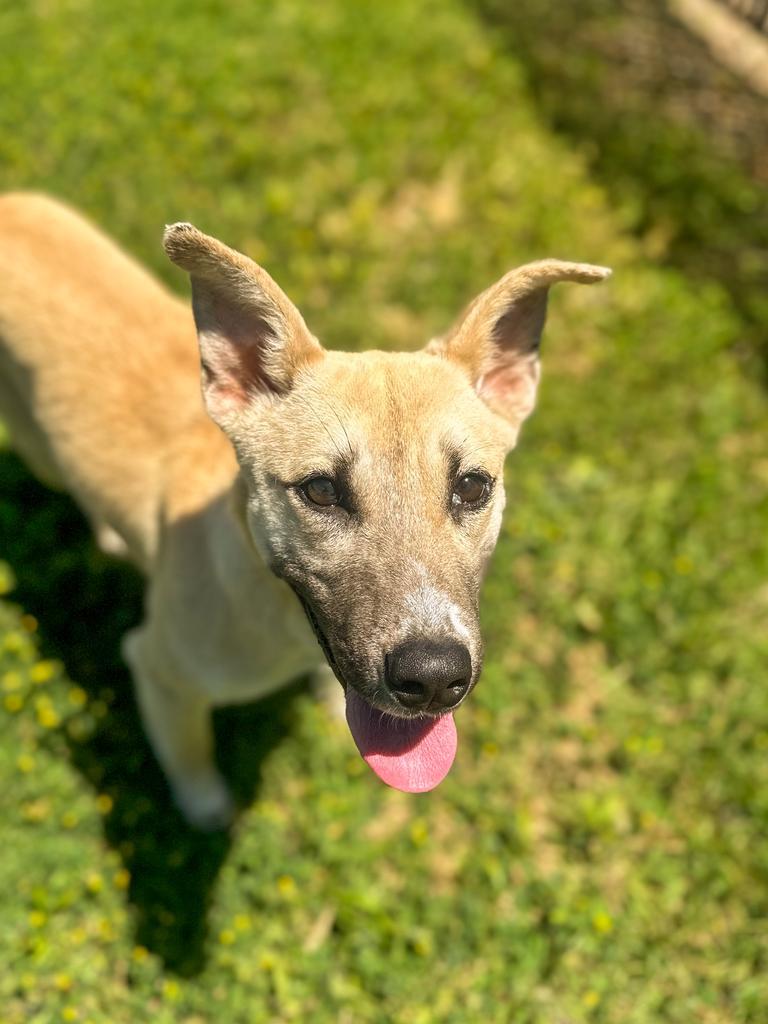Regina, a Adoptable mixed breed in Springfield, TN image 6/6