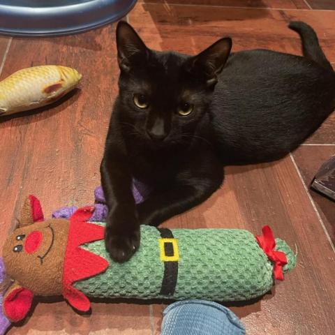 Hans, Adoptable, Adult Male Domestic Short Hair.