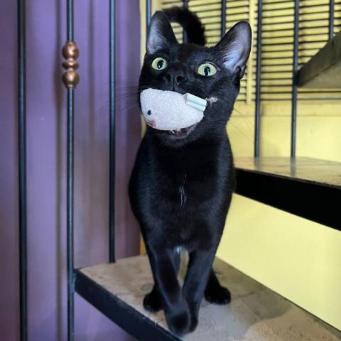 Hans, a Adoptable Domestic Short Hair in Davie, FL image 2/2