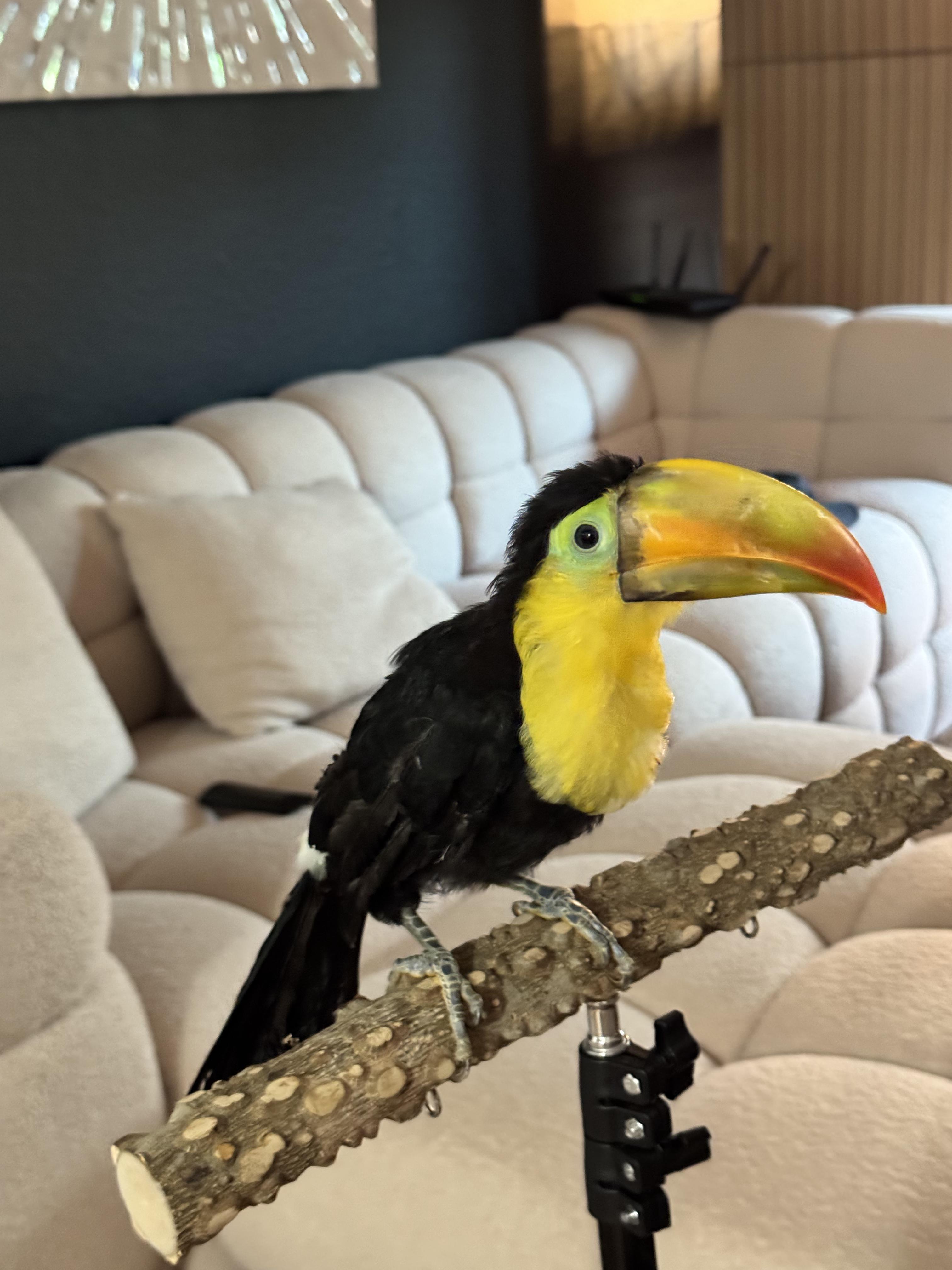 Juvenile Keel Billed Toucans, Adoptable, Baby Unknown Toucan.