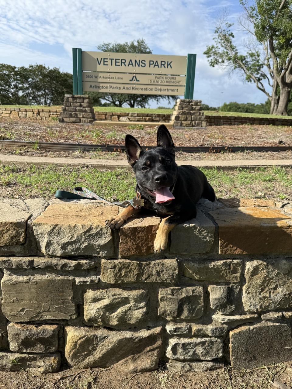 Shiloh, Baby Male German Shepherd Dog