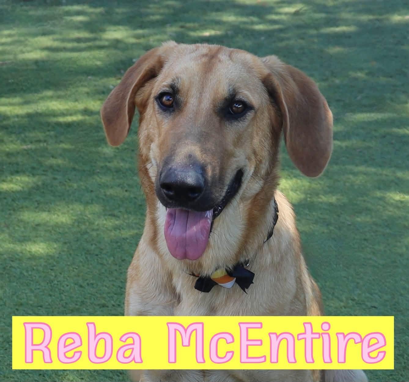 Enlarge Reba McEntire, a Adoptable mixed breed in Southlake, TX image 1/5