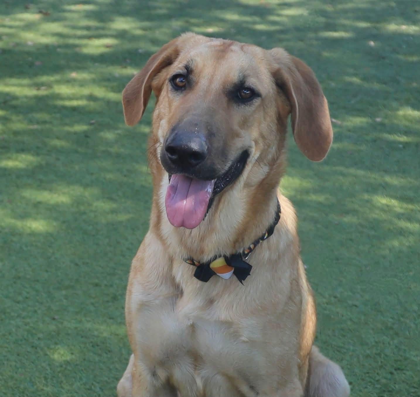 Enlarge Reba McEntire, a Adoptable mixed breed in Southlake, TX image 4/5