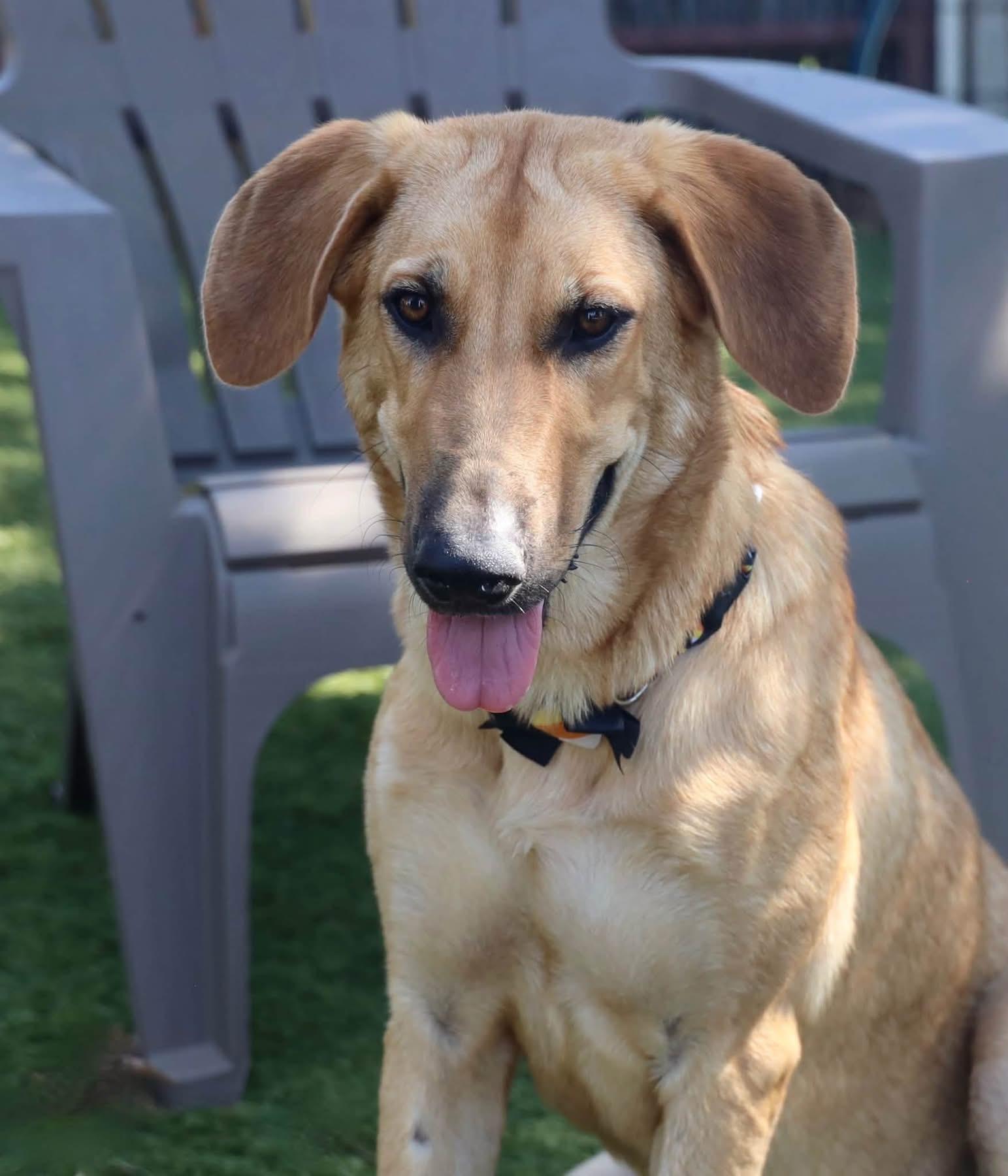 Enlarge Reba McEntire, a Adoptable mixed breed in Southlake, TX image 2/5