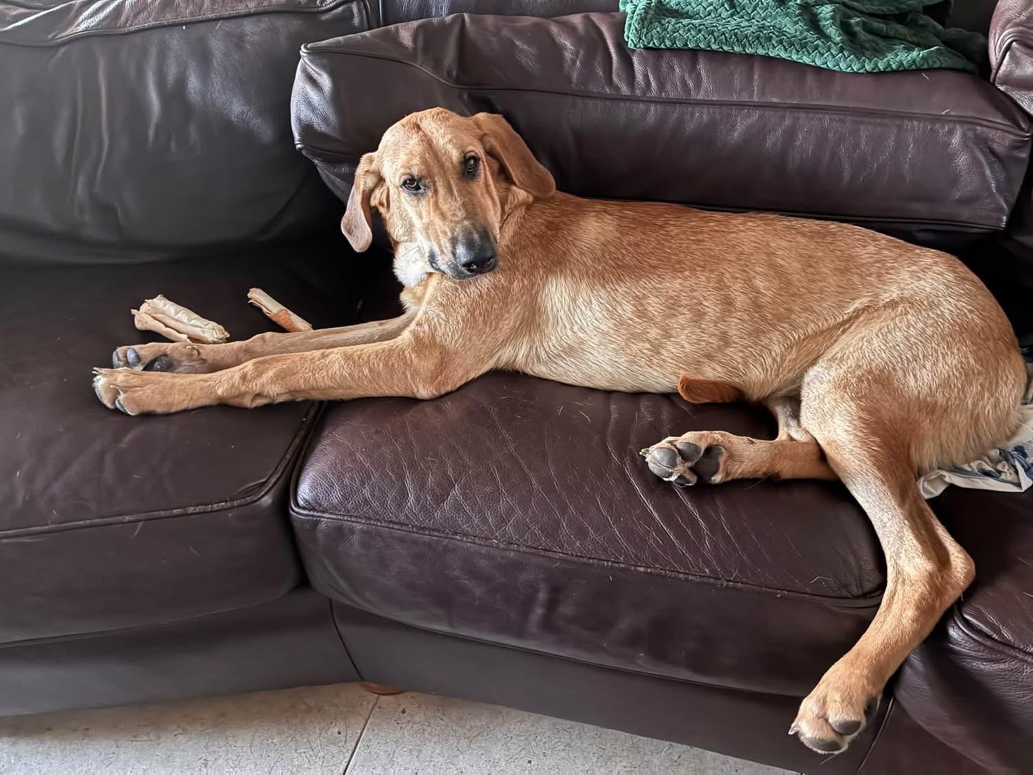 Enlarge Reba McEntire, a Adoptable mixed breed in Southlake, TX image 5/5