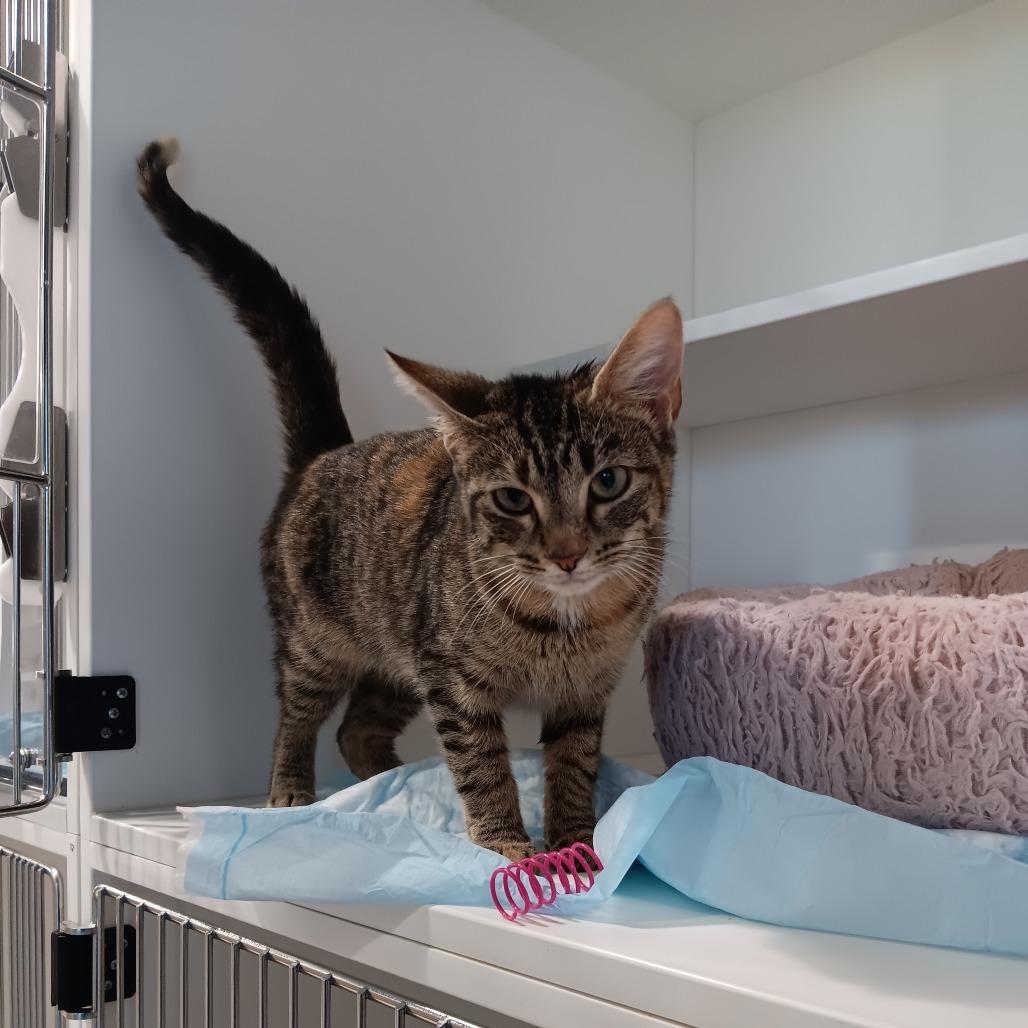 Enlarge Ginger, a Adoptable Domestic Short Hair in Elizabeth City, NC image 1/1