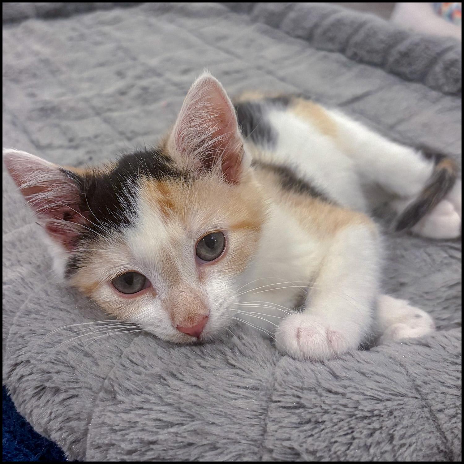 Enlarge Ivy, an adopted mixed breed in Roswell, GA image 1/1