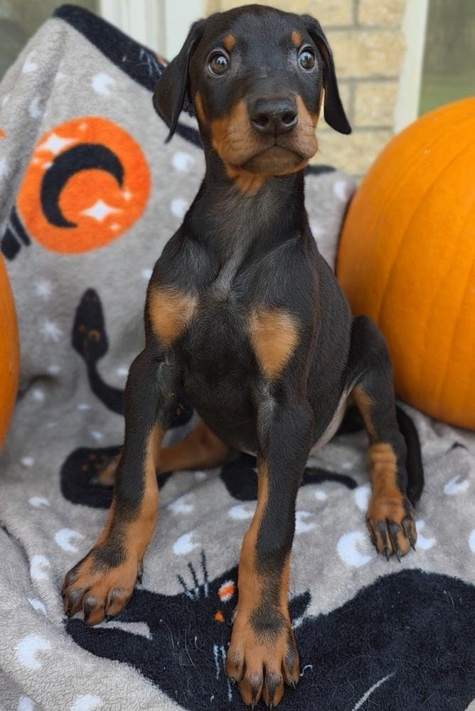 Titan Legend - Kronos, Adopted, Puppy Male Doberman Pinscher.