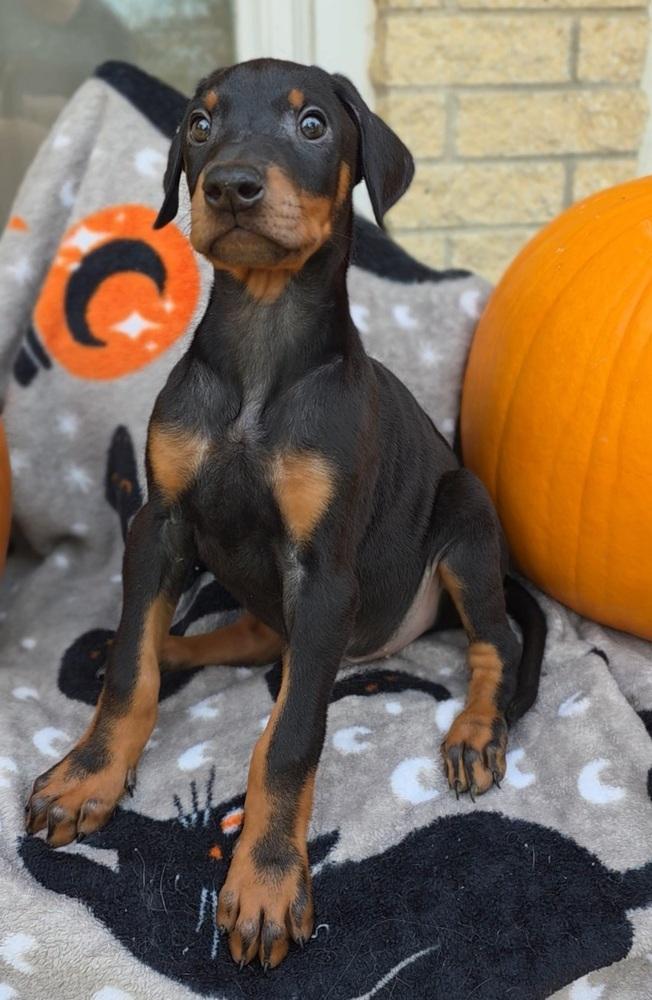 Enlarge Titan Legend - Kronos, a Adopted Doberman Pinscher in Oakland, MI image 2/3