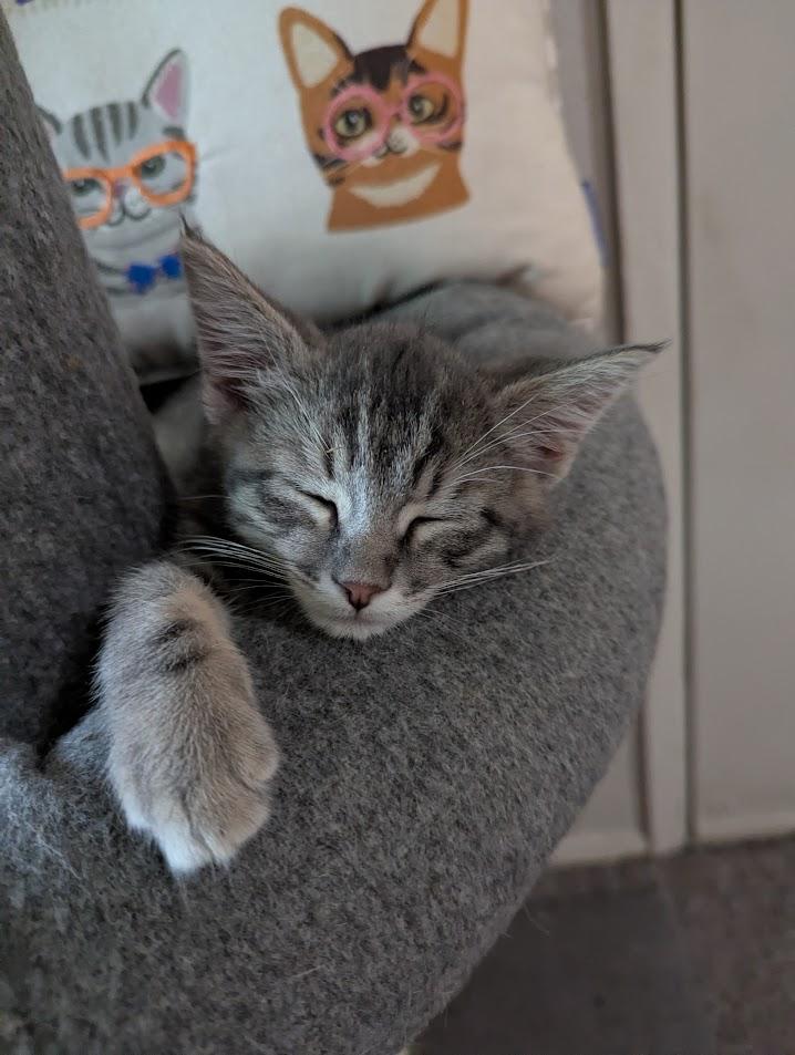 Mountain Dew, Baby Male Tabby