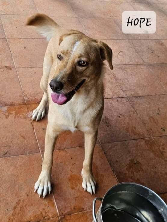 HOPE, a Adoptable mixed breed in Villalba, PR image 1/3