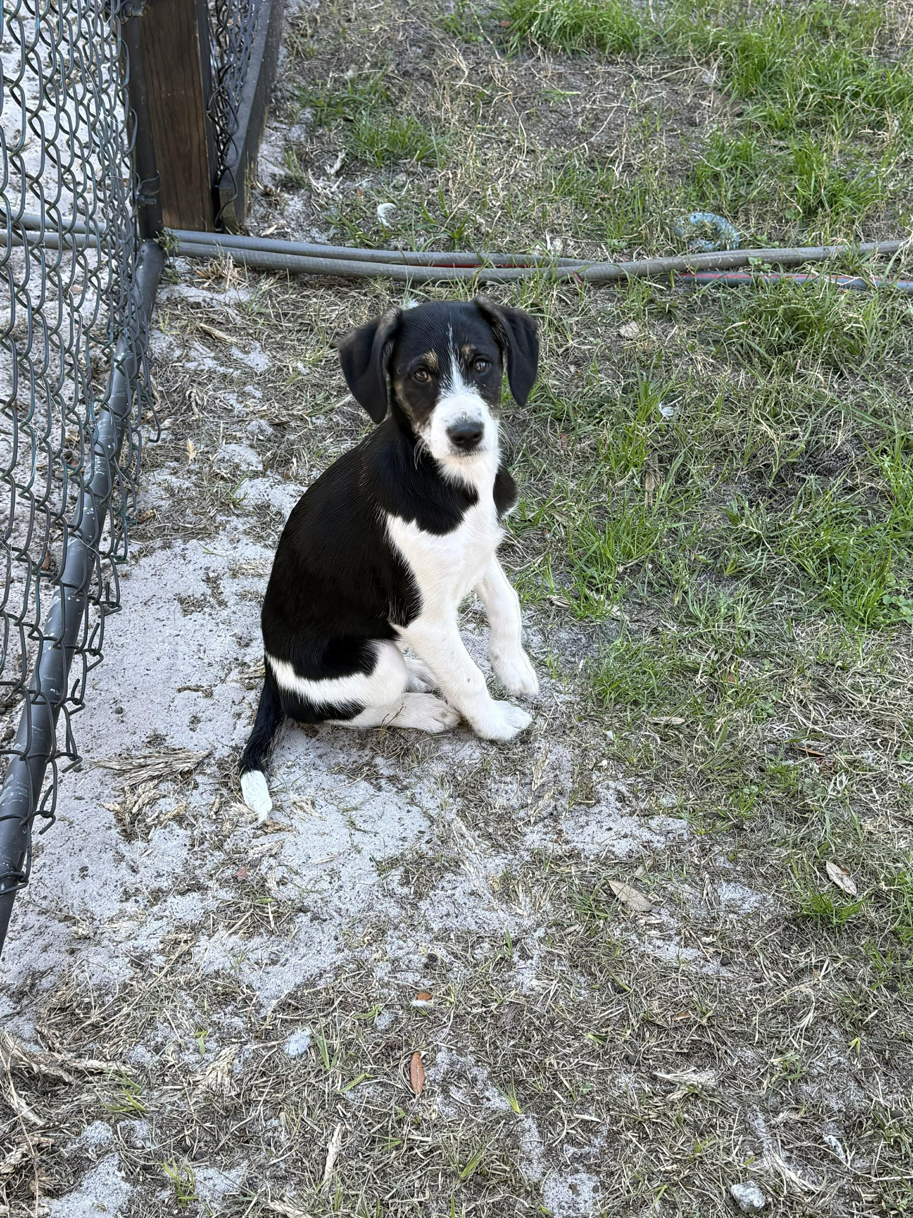 Enlarge Tippy, a Adopted mixed breed in Panama City, FL image 3/3