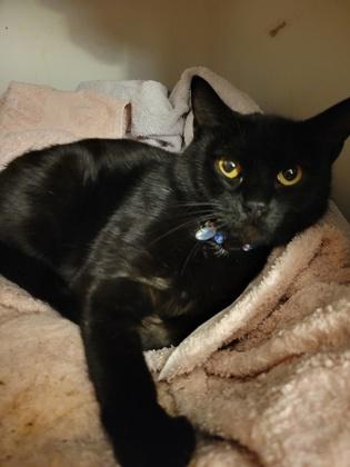 Enlarge Ebony Stanton, a Adoptable mixed breed in Hudson, MA image 1/2