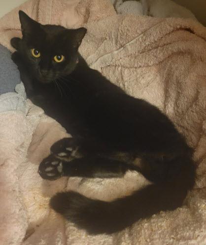 Ebony Stanton, a Adoptable mixed breed in Hudson, MA image 2/2