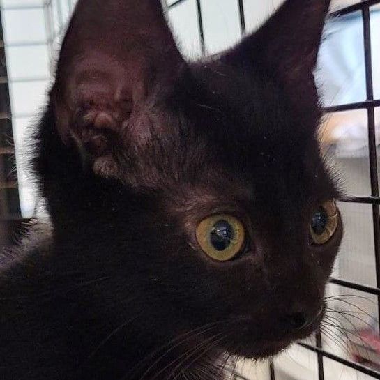 Landon — thumbnail 2