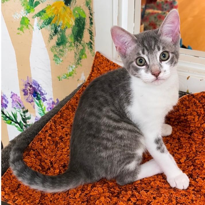 Cove, Adoptable, Kitten Male Domestic Short Hair.