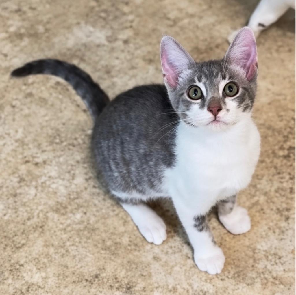 Enlarge Cove, a Adoptable mixed breed in Cambria, CA image 3/4