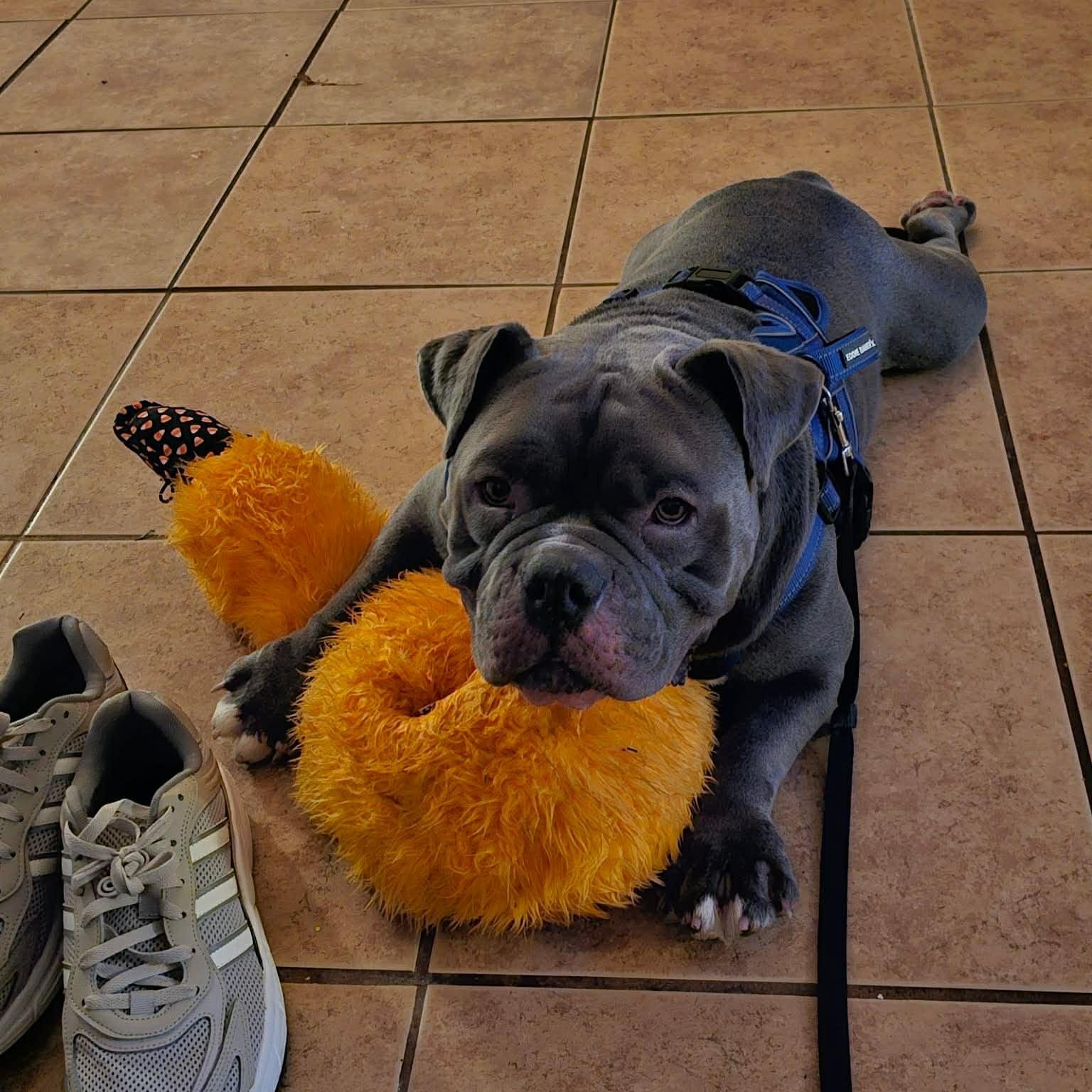 Moto, an adopted mixed breed in Las Vegas, NV image 2/5