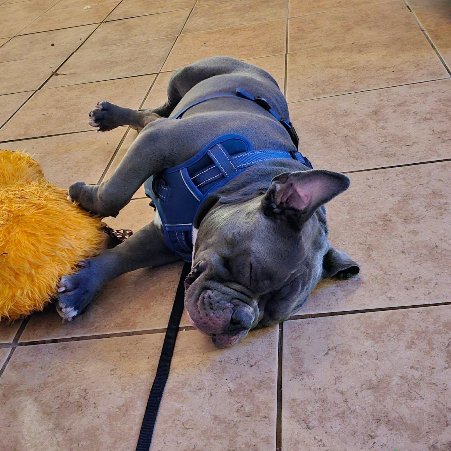 Moto, an adopted mixed breed in Las Vegas, NV image 4/5