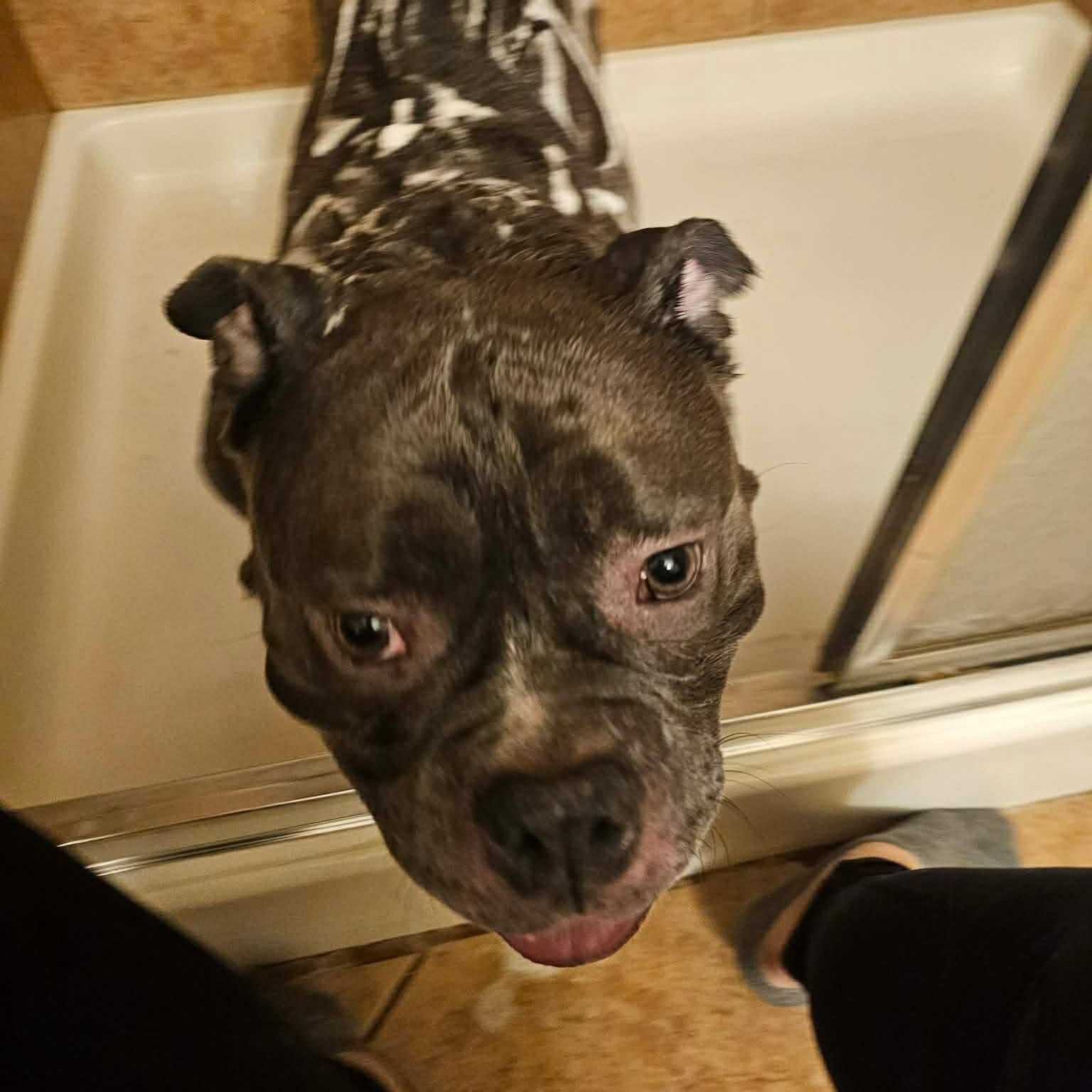 Moto, an adopted mixed breed in Las Vegas, NV image 3/5